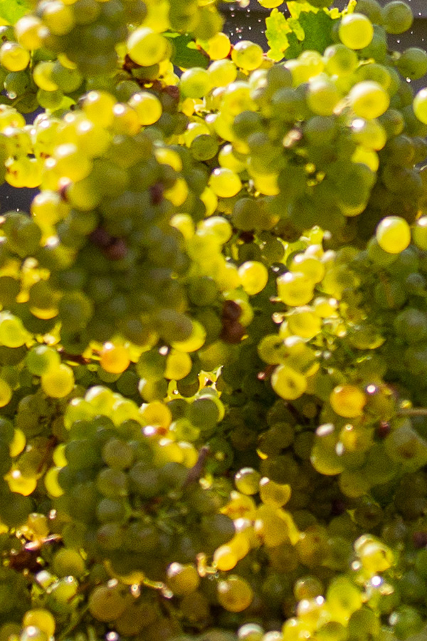 Traubensaft Weingut Berger